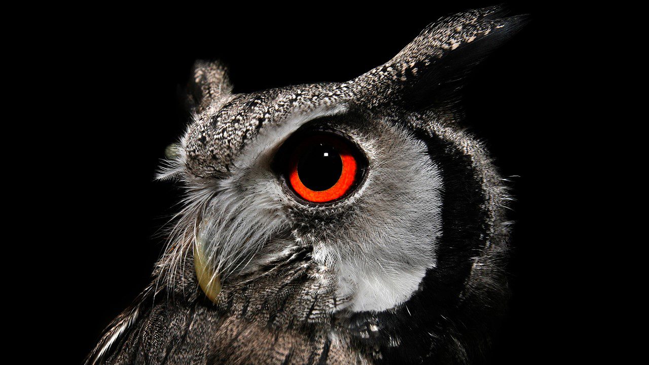 Portrait of owl against black background