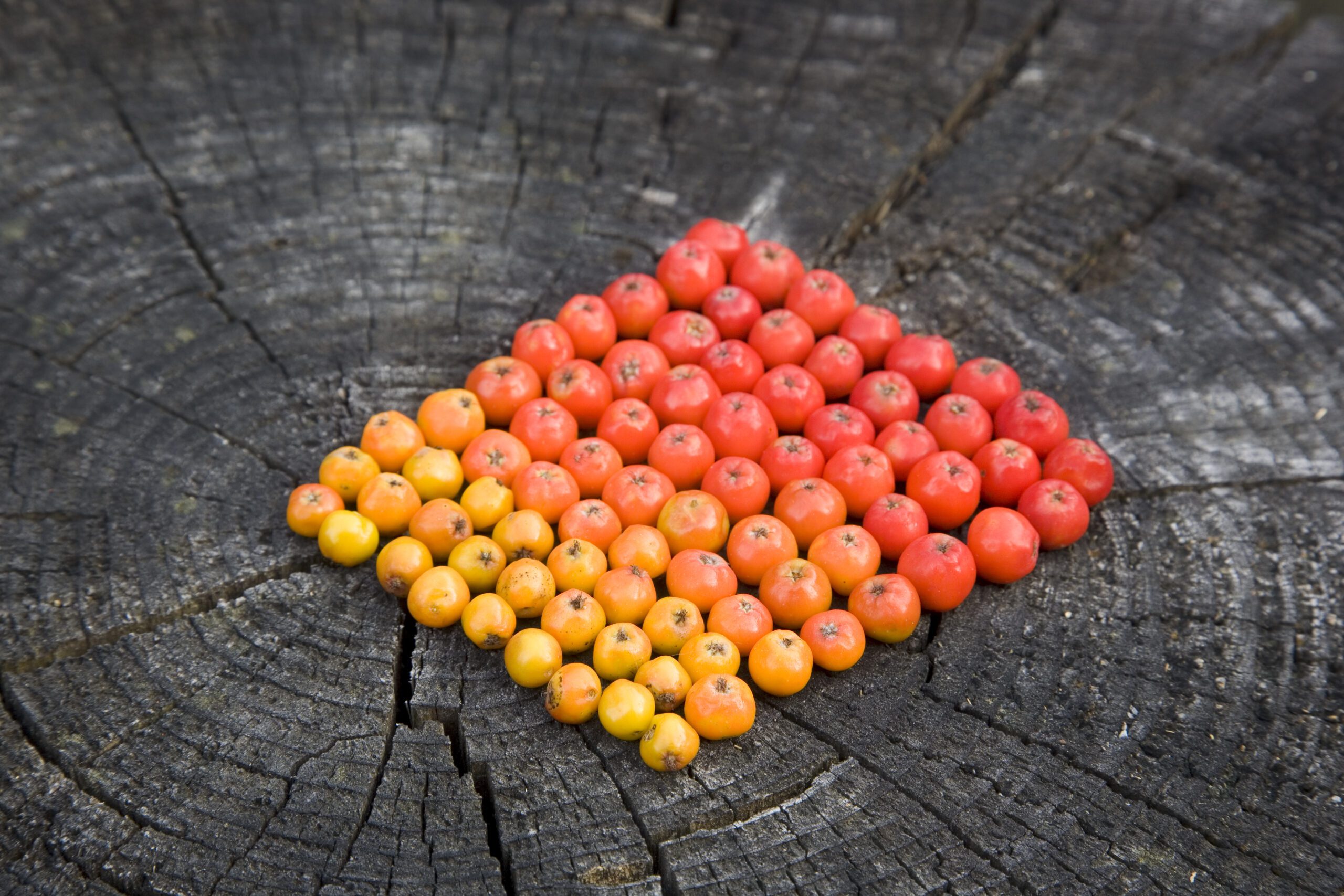 landart with color sorted rowanberries on old grey wood