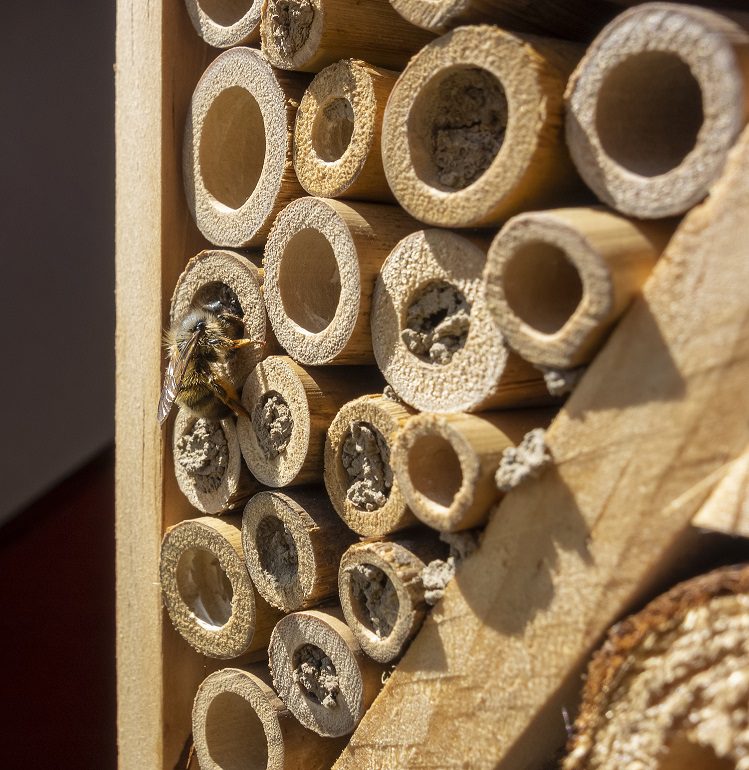 sunny scenery showing a wild bee on a insect hotel