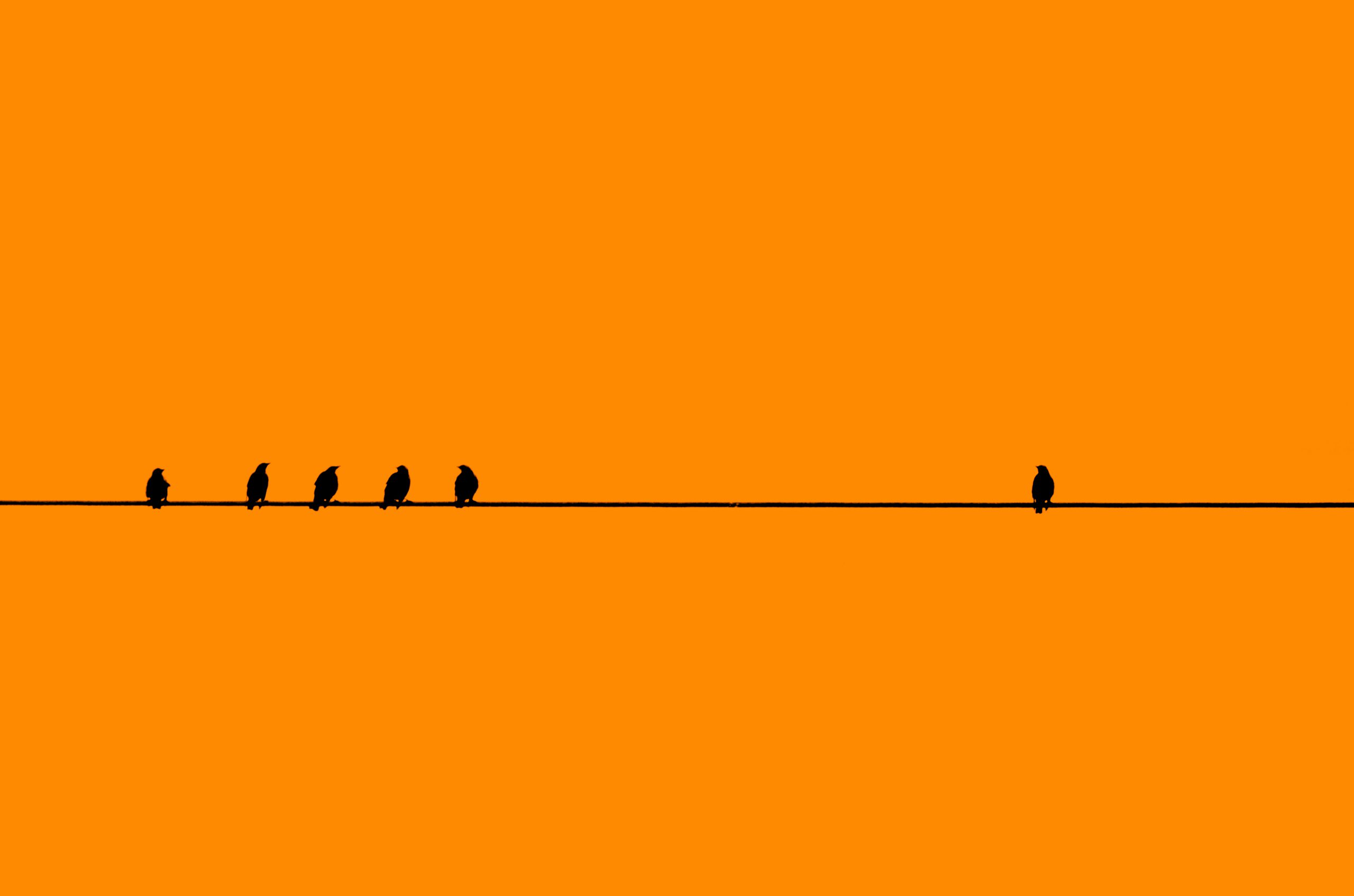 Registration - Many birds in silhouette against a orange background perching on a single cable/wire with a single bird away by itself.