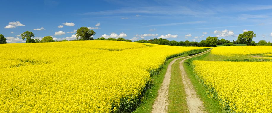 Spring Landscape with Winding Dusty Farm Road Through Canola Fields