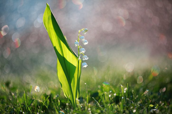 May lily of the valley with a rare blurring of the background from the garden with flowers