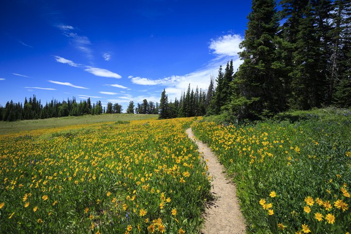 A hiking trail leads through a wildflower meadow at Cedar Breaks National Monument, nearby Cedar City, Utah.