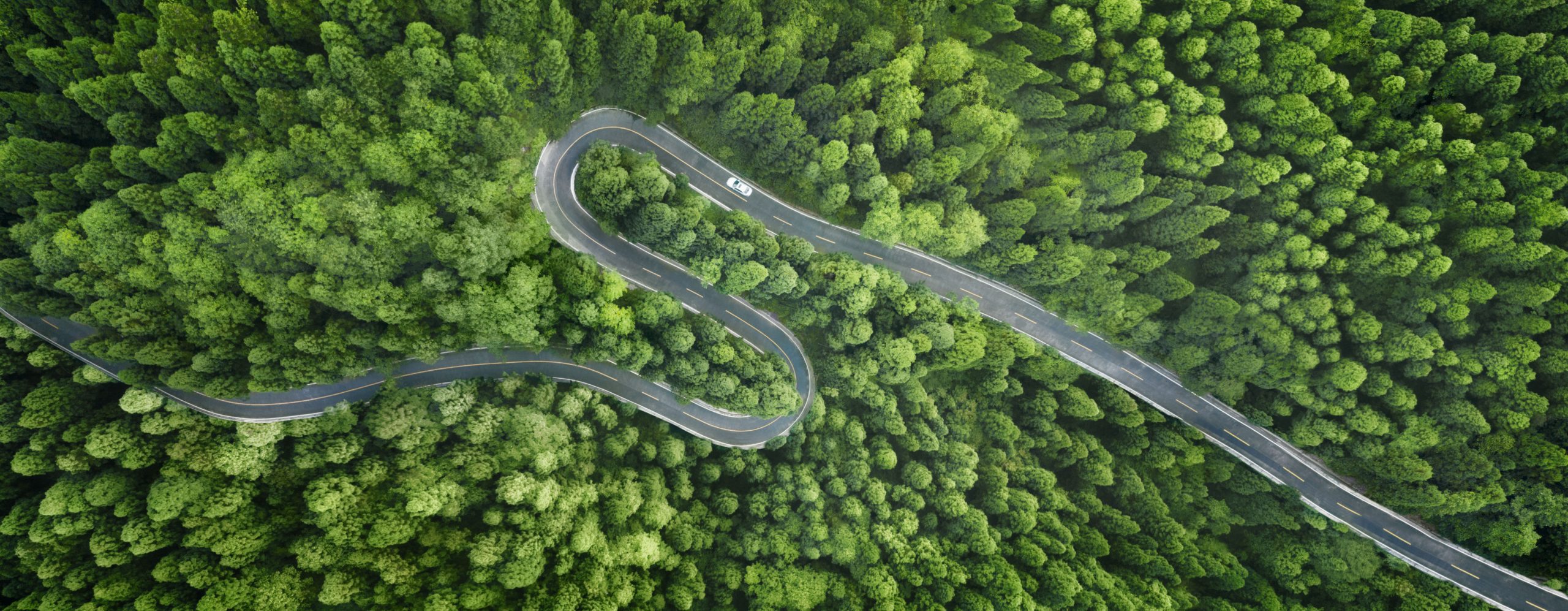 winding road in forest representing DOL winding road