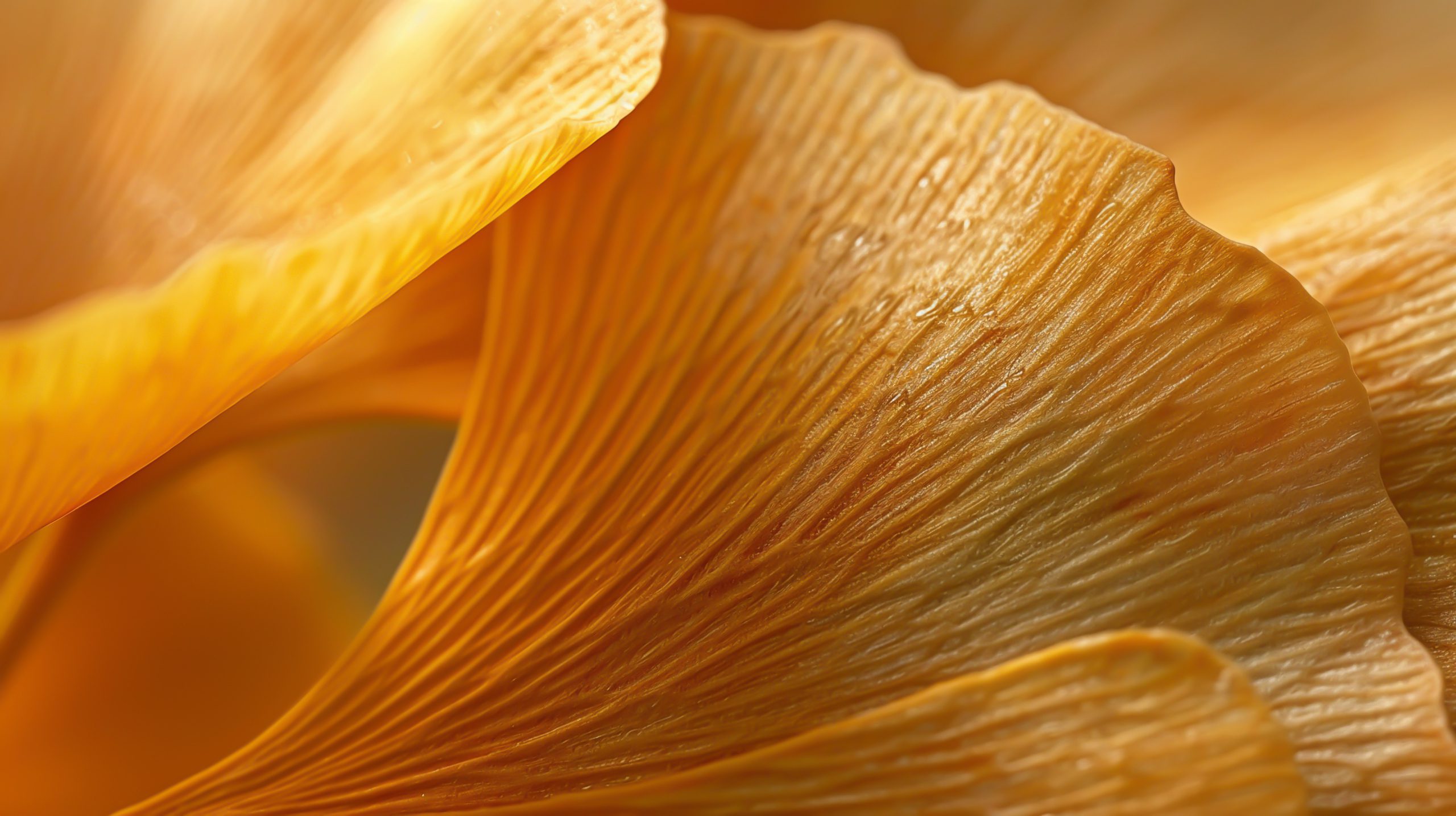 Close-up of a ginkgo seed represents SEC exam priorities